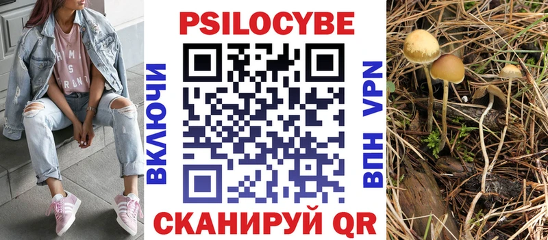 купить   Западная Двина  Псилоцибиновые грибы Psilocybine cubensis 